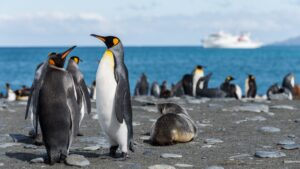 Pudgy Penguins